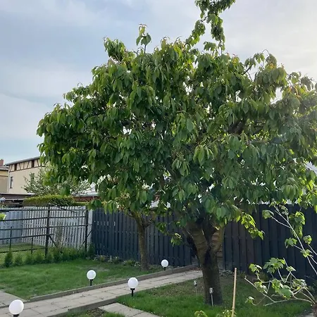 Schoenes Reihenhaus Mit Garten * マクデブルク